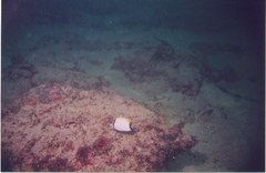 Chaetodon sedentarius