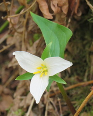Trillium ovatum