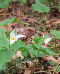 Trillium ovatum