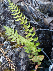 Pellaea calidirupium