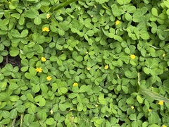 Arachis glabrata