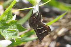 Phymatopus californicus