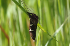 Phymatopus californicus