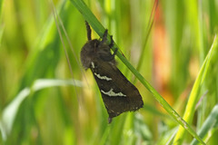 Phymatopus californicus