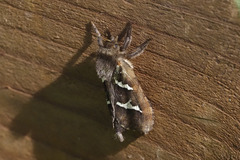 Phymatopus californicus