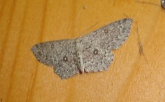 Cyclophora pendularia
