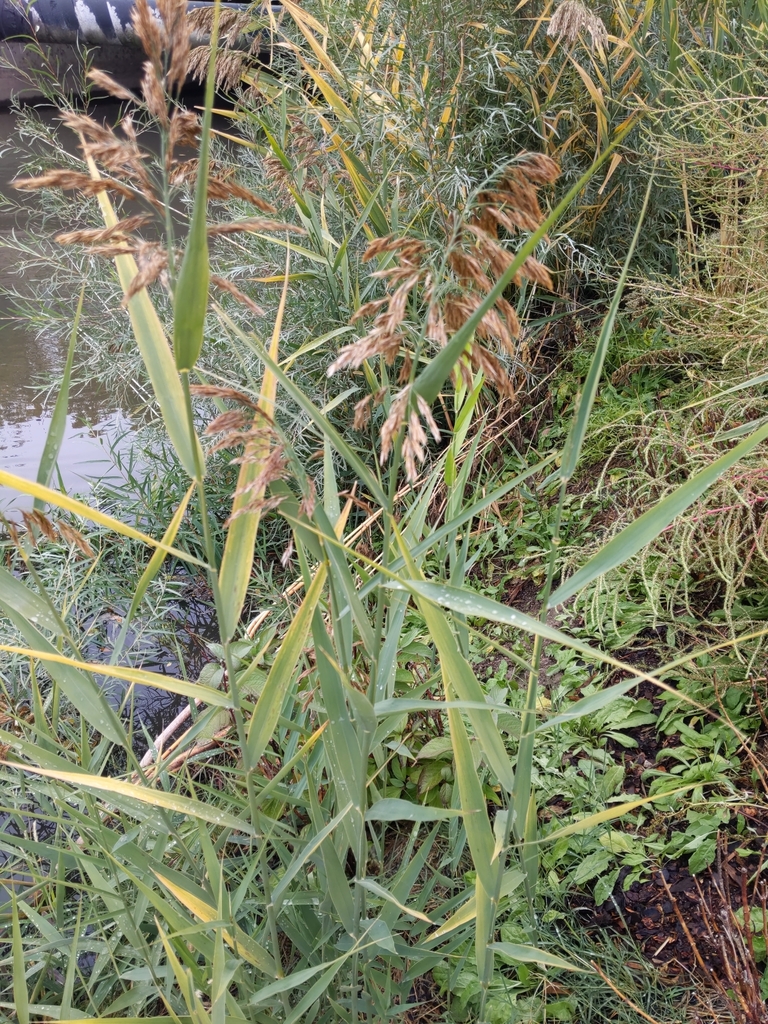 European reed from Salt Lake City on October 19, 2021 at 02:12 PM by ...