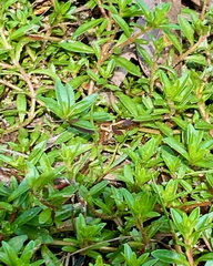 Ludwigia arcuata
