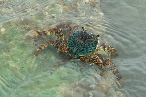 Mottled Lightfoot Crab, photo 4 of 7