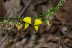 Crotalaria longirostrata