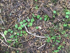 Hydrocotyle bowlesioides
