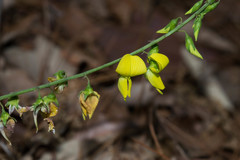 Crotalaria longirostrata