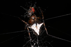 Verrucosa scapofracta