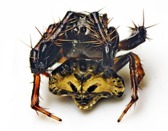 Arkys speechleyi
