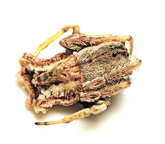 Arkys dilatatus