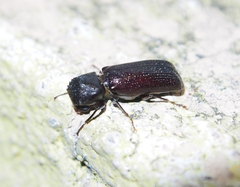 Bostrychopsis parallela