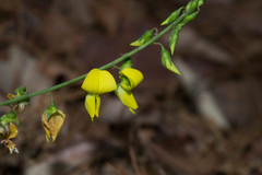 Crotalaria longirostrata