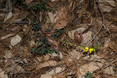 Crotalaria longirostrata