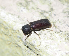 Bostrychopsis parallela