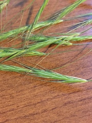 Bromus rigidus
