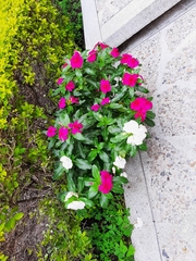 Catharanthus roseus
