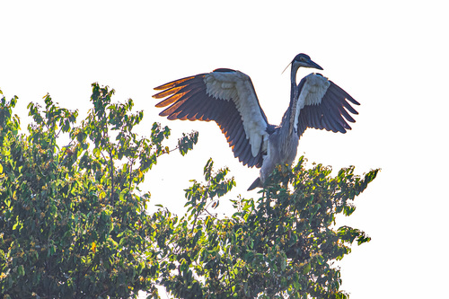 Black-headed Heron