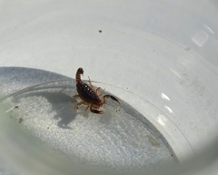Bothriurus bonariensis