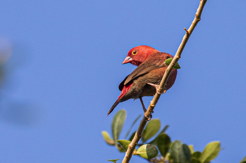 Red-billed Firefinch