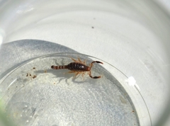 Bothriurus bonariensis