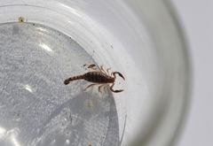 Bothriurus bonariensis