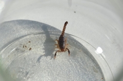 Bothriurus bonariensis