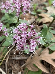 Valeriana arizonica