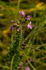 Cleome hirta