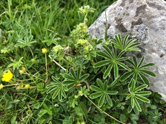 Alchemilla conjuncta