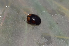 Sphaeridium scarabaeoides