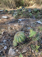 Parodia carambeiensis