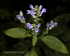 Scutellaria incana