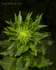 Rhopalomyia capitata