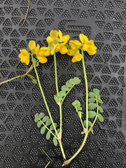 Coronilla vaginalis