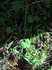 Hydrocotyle bowlesioides