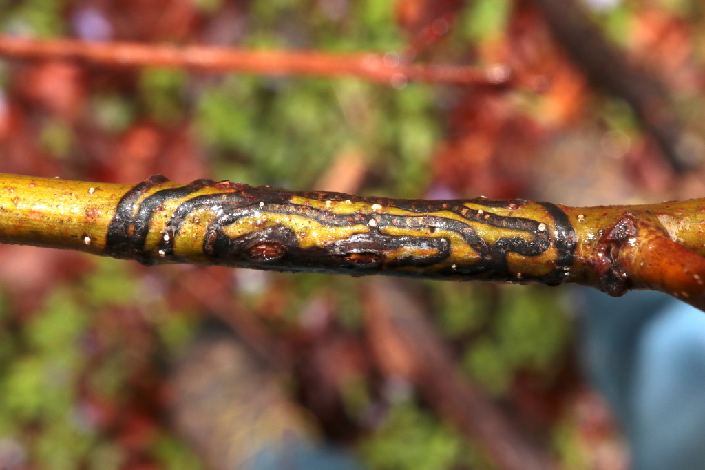 American Chestnut Moth