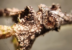 Cladonia phyllophora