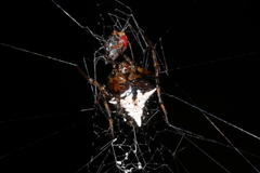 Verrucosa scapofracta