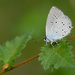 Provençal Short-tailed Blue - Photo (c) Paul Cools, some rights reserved (CC BY-NC), uploaded by Paul Cools