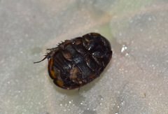 Sphaeridium scarabaeoides