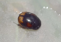 Sphaeridium scarabaeoides