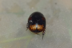 Sphaeridium scarabaeoides