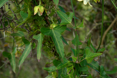 Araujia megapotamica