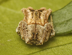 Arkys dilatatus