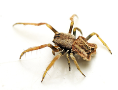 Arkys dilatatus
